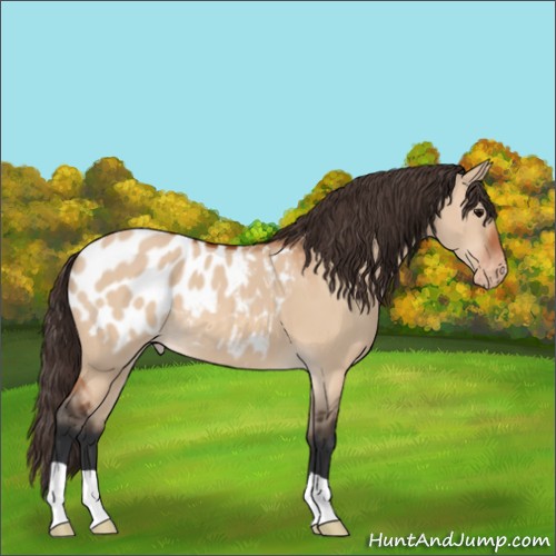 Horse Color:Bay Dun Appaloosa 