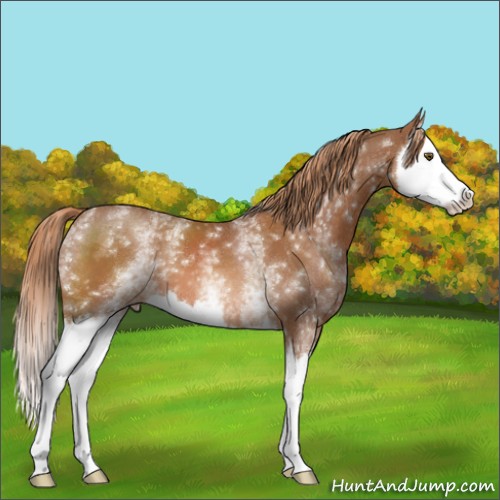Horse Color:White Spotted Chestnut Splash 