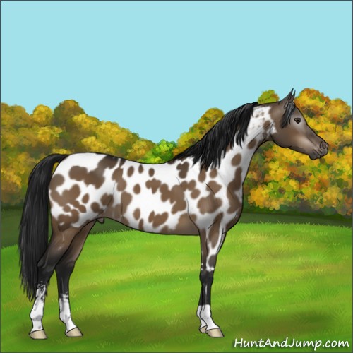 Horse Color:Gray Brown Dun Sabino Appaloosa 