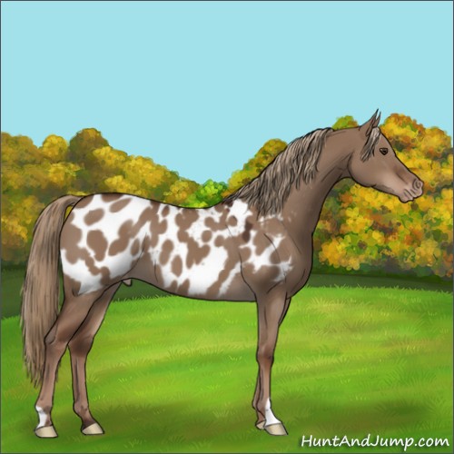 Horse Color:Liver Red Dun Appaloosa 