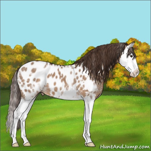 Horse Color:White Spotted Liver Red Dun Splash Appaloosa 
