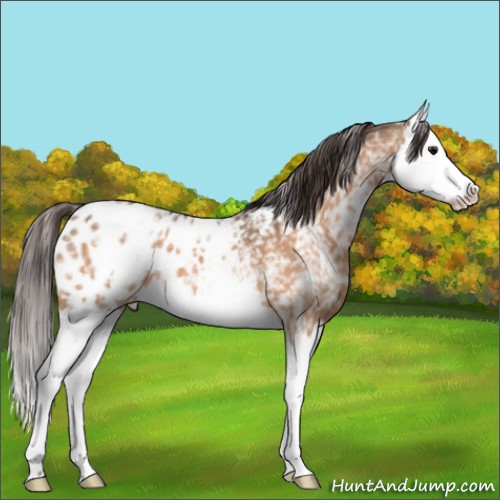 Horse Color:White Spotted Bay Dun Splash Appaloosa 