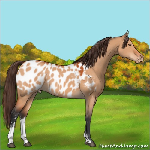Horse Color:Bay Dun Sabino Appaloosa 