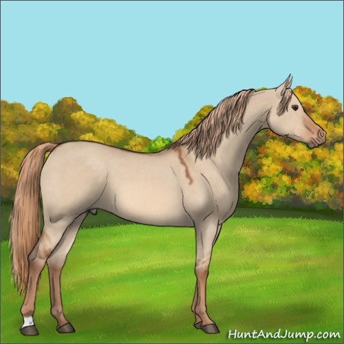 Horse Color:Red Dun 