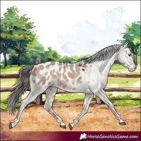 Horse Color:Liver Red Dun Sabino Appaloosa 
