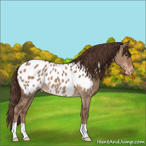 Horse Color:Liver Red Dun Appaloosa 