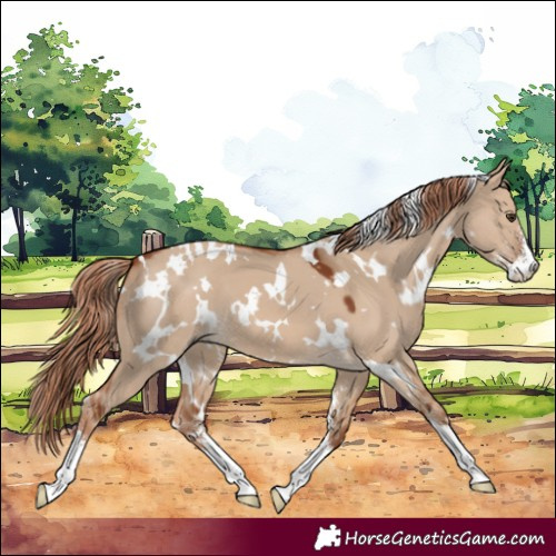 Horse Color:White Spotted Red Dun Sabino 