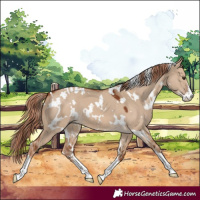 Horse Color:White Spotted Red Dun Sabino 
