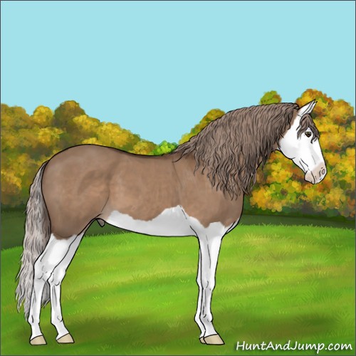 Horse Color:Liver Red Dun Splash 