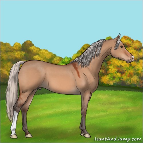 Horse Color:Silver Bay Dun 