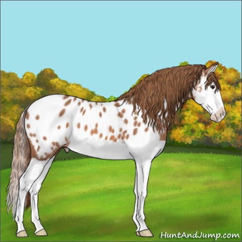 Horse Color:Chestnut Splash Appaloosa 