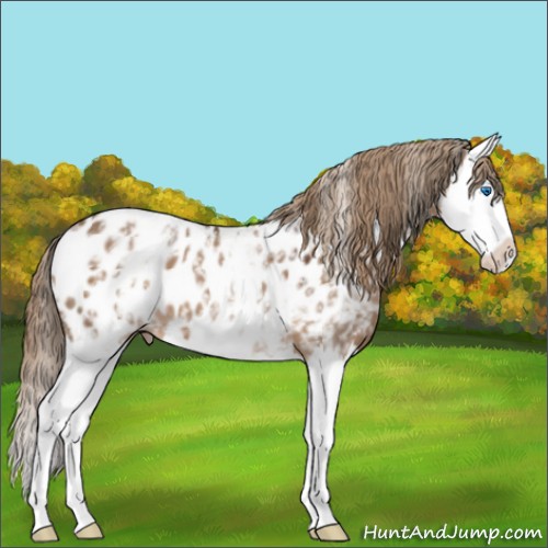 Horse Color:White Spotted Liver Red Dun Splash Appaloosa 