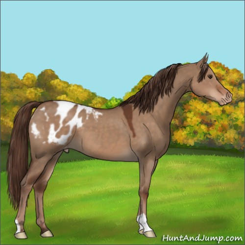 Horse Color:Liver Red Dun Appaloosa 