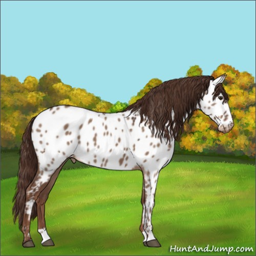 Horse Color:Liver Red Dun Appaloosa 