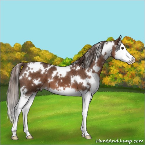 Horse Color:White Spotted Liver Chestnut Splash 