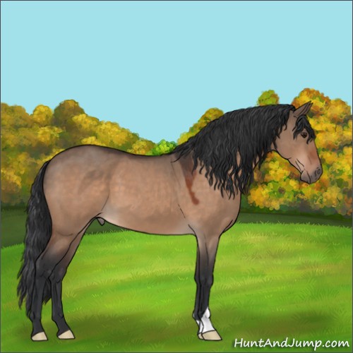 Horse Color:Brown Roan Dun 