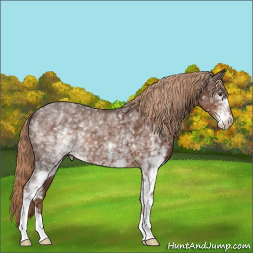 Horse Color:White Spotted Liver Chestnut 