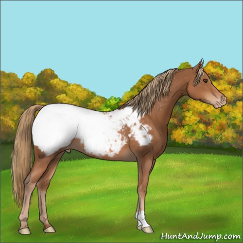 Horse Color:Chestnut Appaloosa 