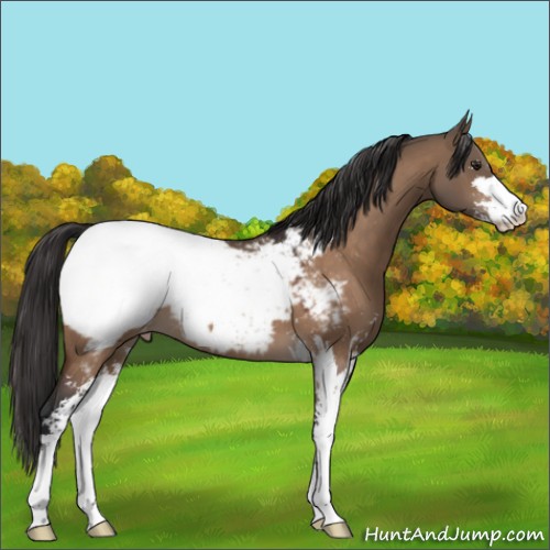 Horse Color:Brown Dun Sabino Appaloosa 