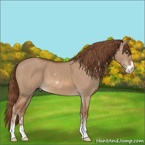 Horse Color:Red Dun Sabino 