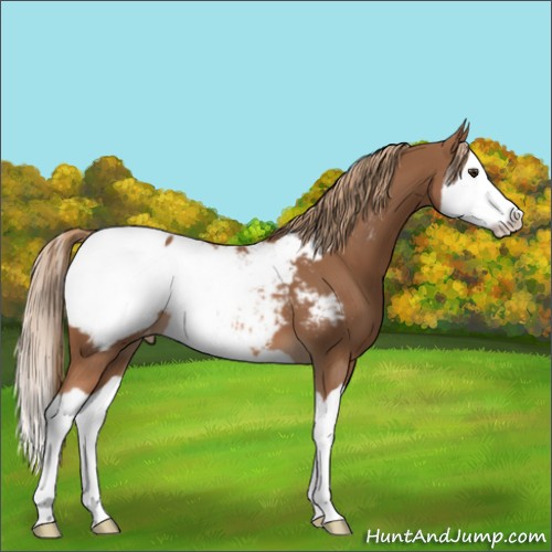 Horse Color:Chestnut Splash Appaloosa 