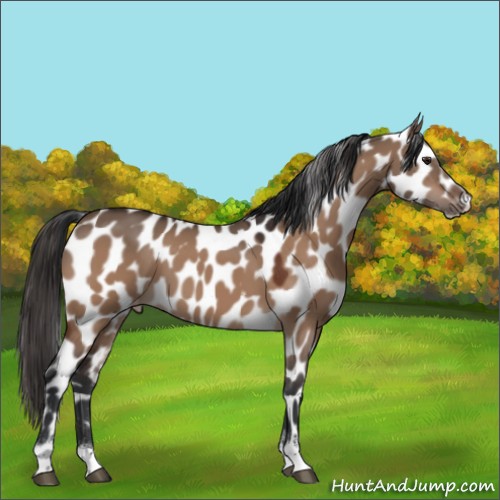 Horse Color:Bay Dun Sabino Appaloosa 