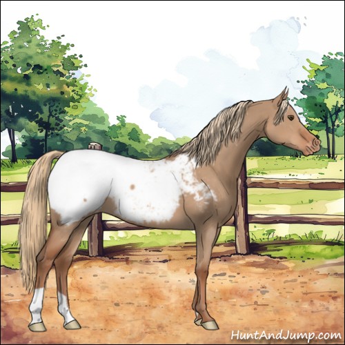 Horse Color:Red Dun Appaloosa 