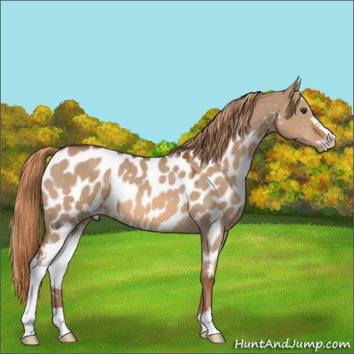 Horse Color:Red Dun Sabino Appaloosa 