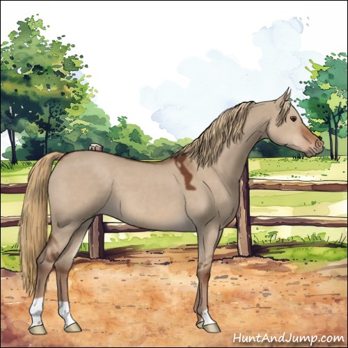 Horse Color:Liver Red Dun 