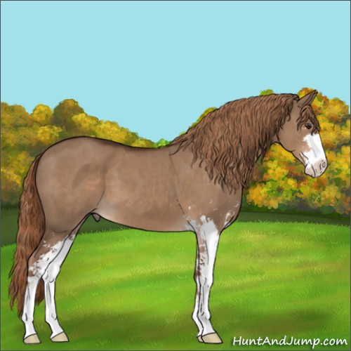 Horse Color:Liver Red Dun Sabino 