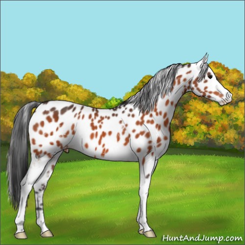 Horse Color:White Spotted Bay Appaloosa 
