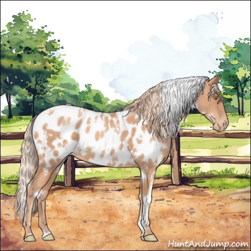 Horse Color:White Spotted Gold Champagne Appaloosa 