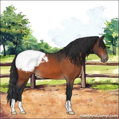 Horse Color:Bay Appaloosa 