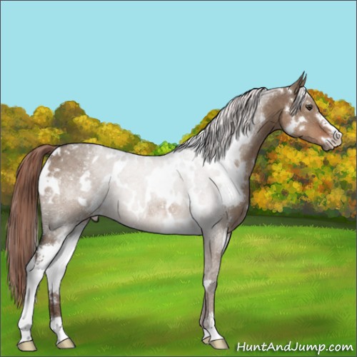 Horse Color:White Spotted Liver Red Dun Sabino 