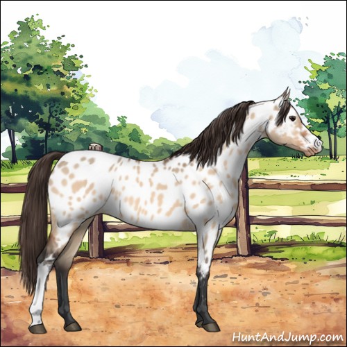 Horse Color:Bay Dun Appaloosa 