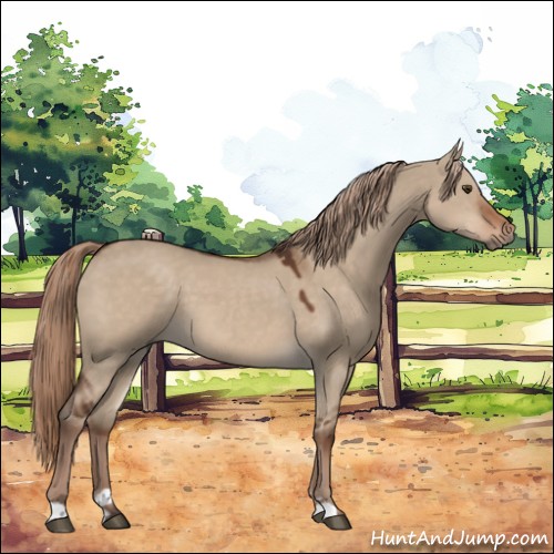 Horse Color:Liver Red Dun Sabino 