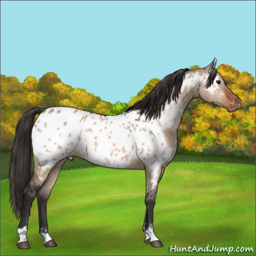 Horse Color:Bay Dun Sabino Appaloosa 