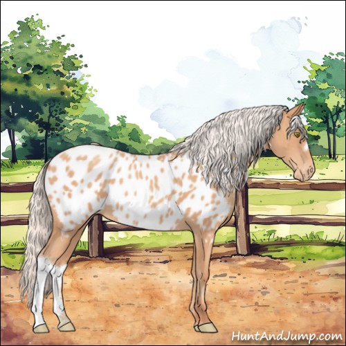 Horse Color:Silver Amber Champagne Appaloosa 