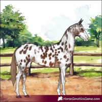 Horse Color:Liver Chestnut Sabino Near Leopard 
