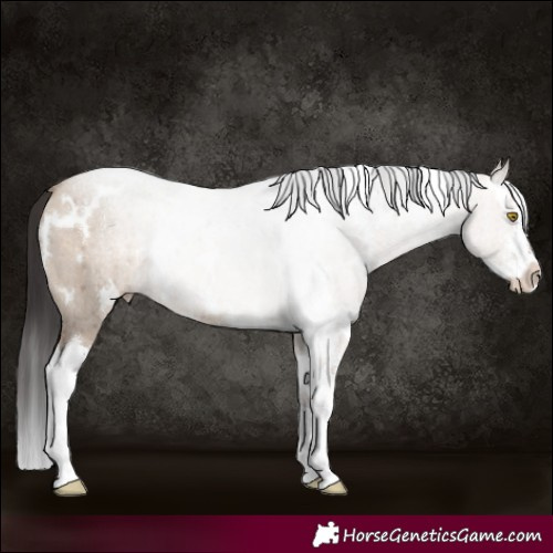 Horse Color:White Spotted Sable Champagne Dun Sabino Rabicano Brindle 