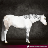 Horse Color:White Spotted Sable Champagne Dun Sabino Rabicano Brindle 