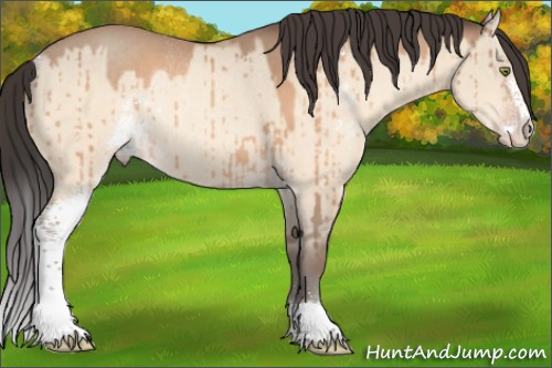 Horse Color:Amber Champagne Dun Sabino Rabicano Brindle 