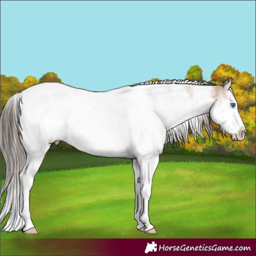 Horse Color:Classic Champagne Dun Sabino Splash Brindle 