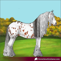 Horse Color:Gray White Spotted Bay Splash Appaloosa 