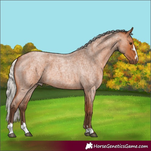 Horse Color:Silver Bay Roan 