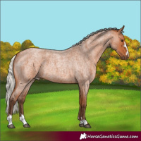 Horse Color:Silver Bay Roan 