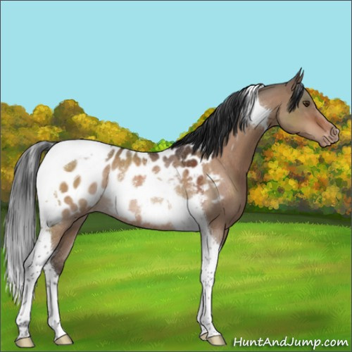Horse Color:Brown Roan Dun Tobiano Near Leopard Rabicano