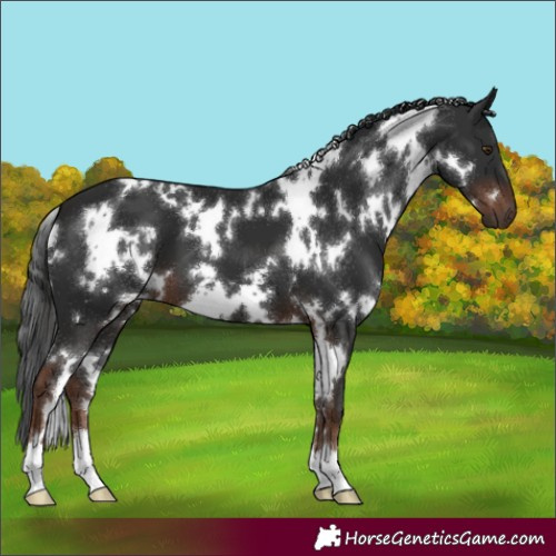 Horse Color:White Spotted Liver Chestnut 