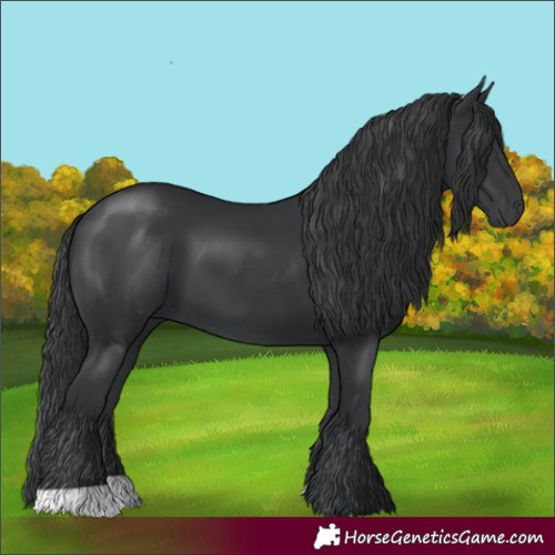 Horse Color:Black 
