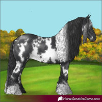 Horse Color:White Spotted Black